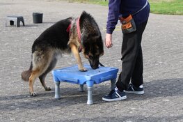 Gedetineerden PI Almelo en asielhonden leven op dankzij training