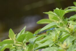 Doe mee met libellen tellen!