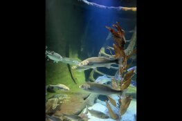 Museumtour door Nederland; Fort Kijkduin