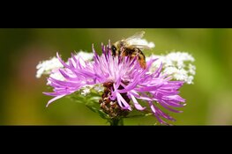 Overijsselaars helpen vlinders en bijen met waardplantenactie van de Groene Lopers
