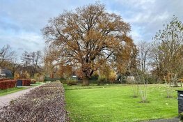 Bomen beter beschermd met nieuwe regels