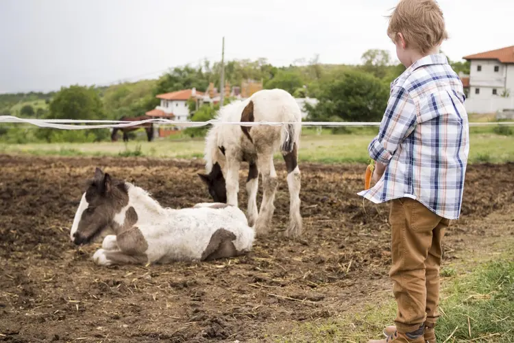 Nieuwe bewoners Stadsboerderij de Wesseler